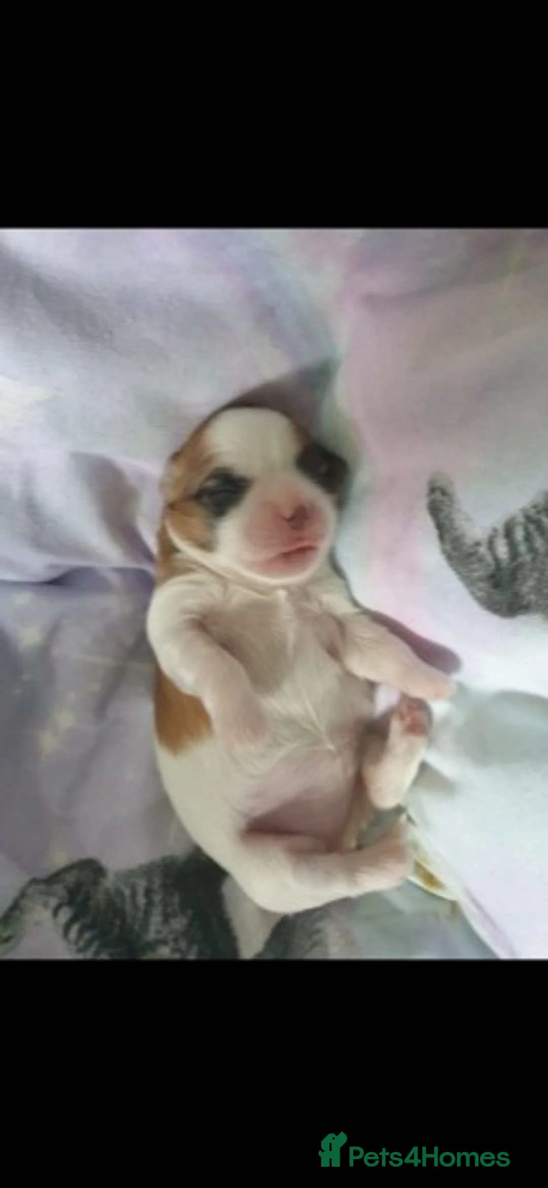 Maltese dogs for stud: PROVEN STUNNING SMALL KC MALTESE FOR STUD in Wigan - Advert 18