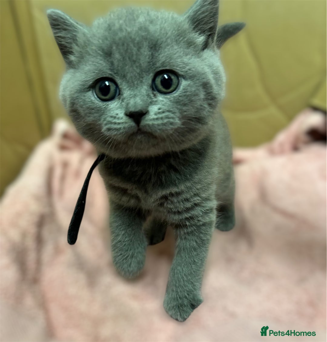 Scottish Fold cats for sale: SCOTTISH FOLD/STRAIGHT KITTENS  - Advert 5