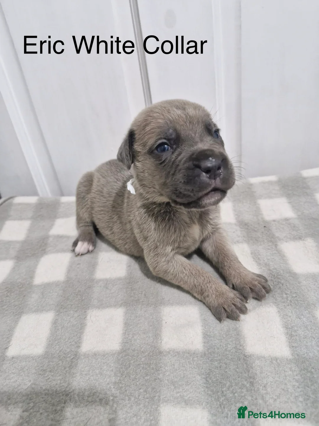 Cane Corso dogs for sale: 10 beautiful Cane Corso puppies - Advert 20