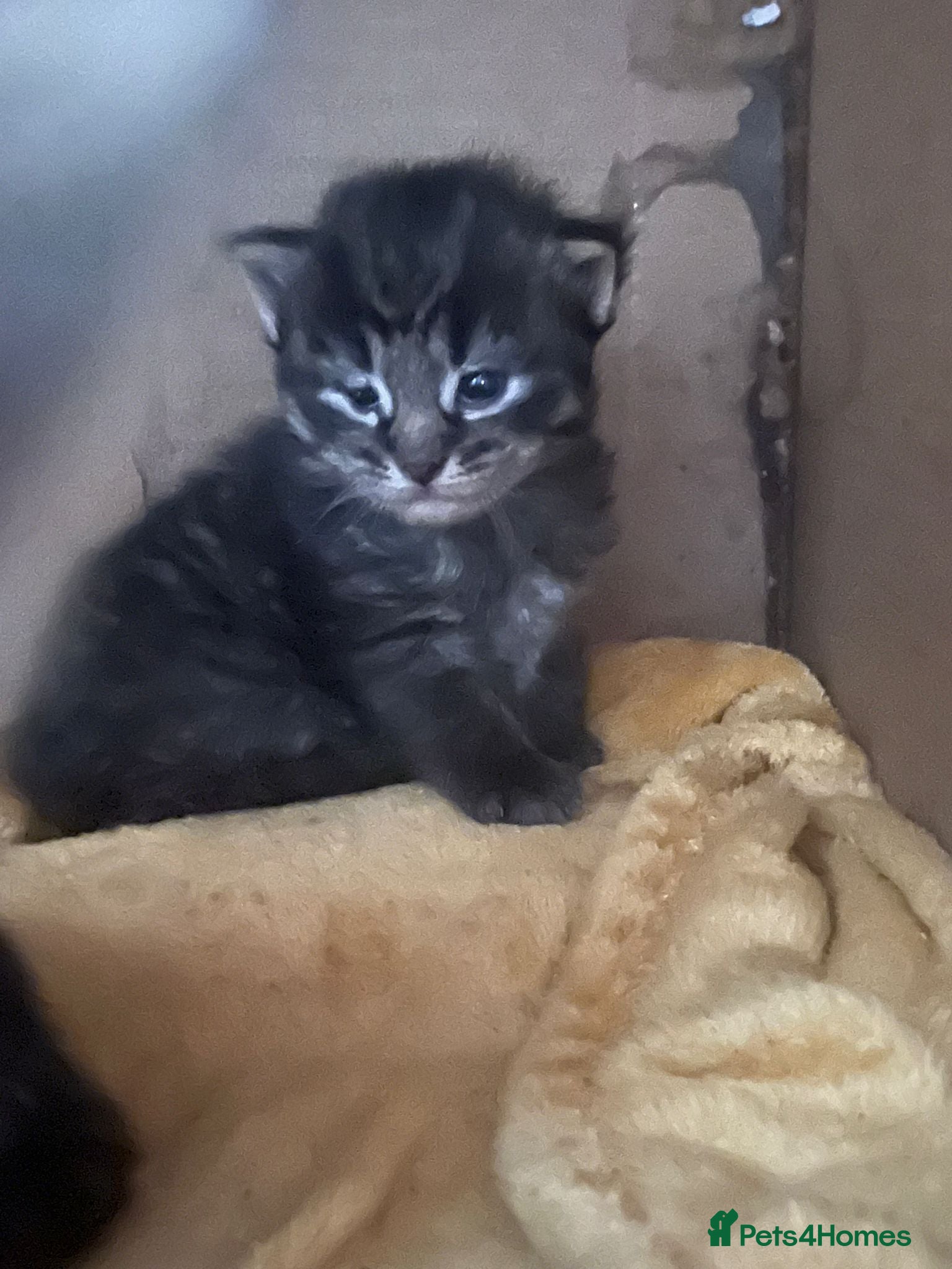 Mixed Breed cats for sale: 3 gorgeous kittens for sale - Advert 2