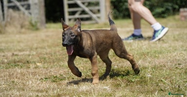 Belgian Shepherd Dog dogs - Advert 14