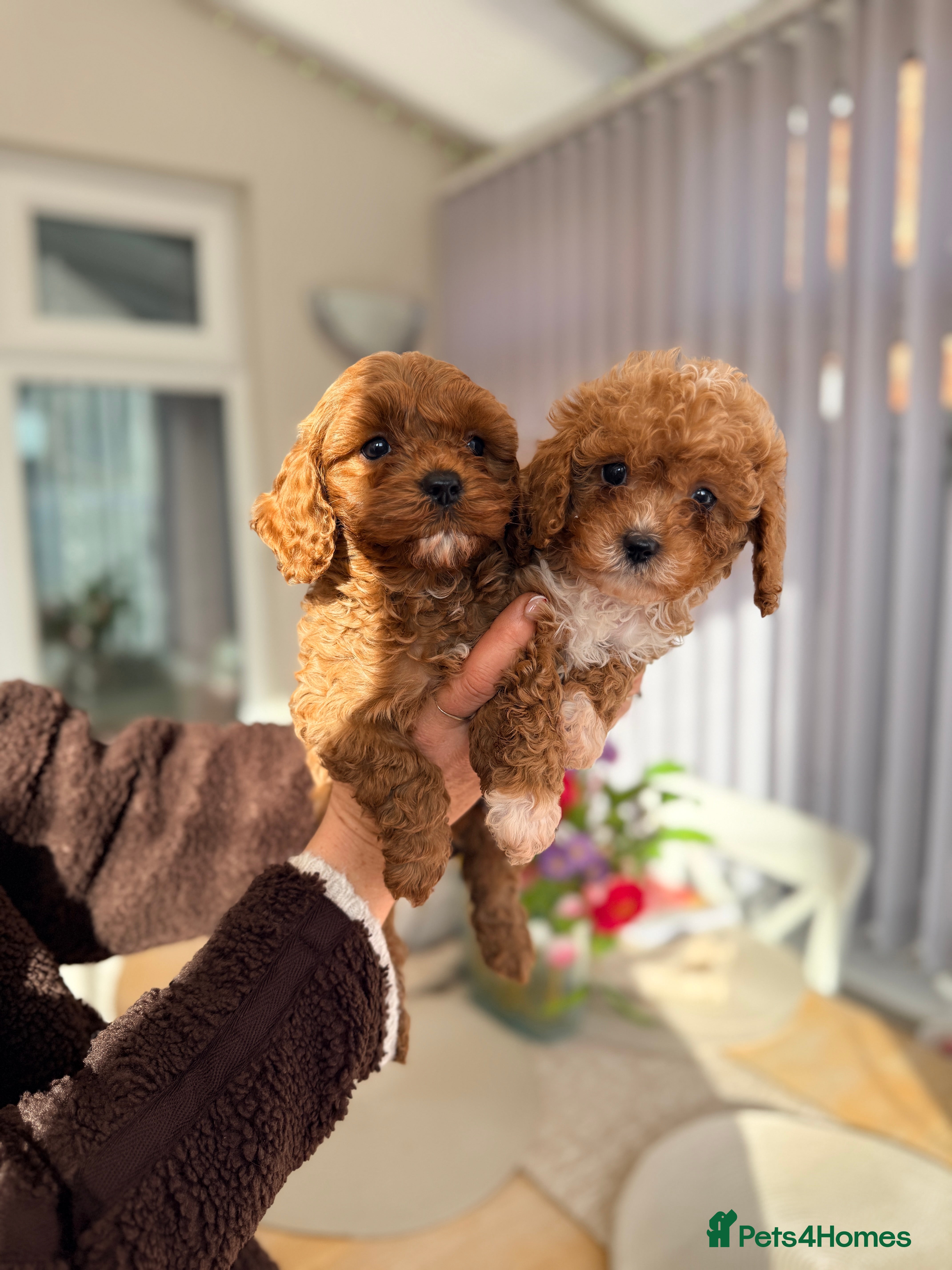 Cavapoo dogs Ready 1st Feb ONLY TWO BOYS LEFT F1bb Toy Cavapoos - Advert 16