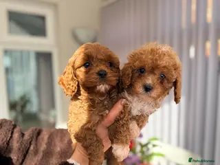 Cavapoo dogs Ready 1st Feb ONLY TWO BOYS LEFT F1bb Toy Cavapoos - Advert 16
