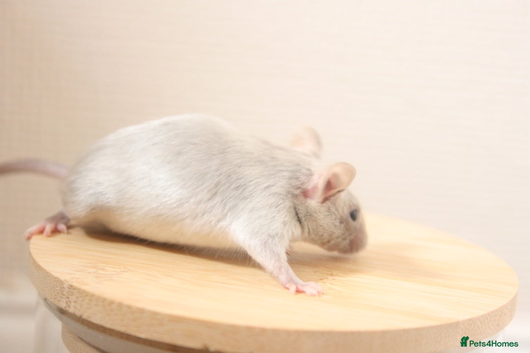 Mouse rodents for sale: 🐭 Female Mice Available for Adoption 🐭 - Image 14