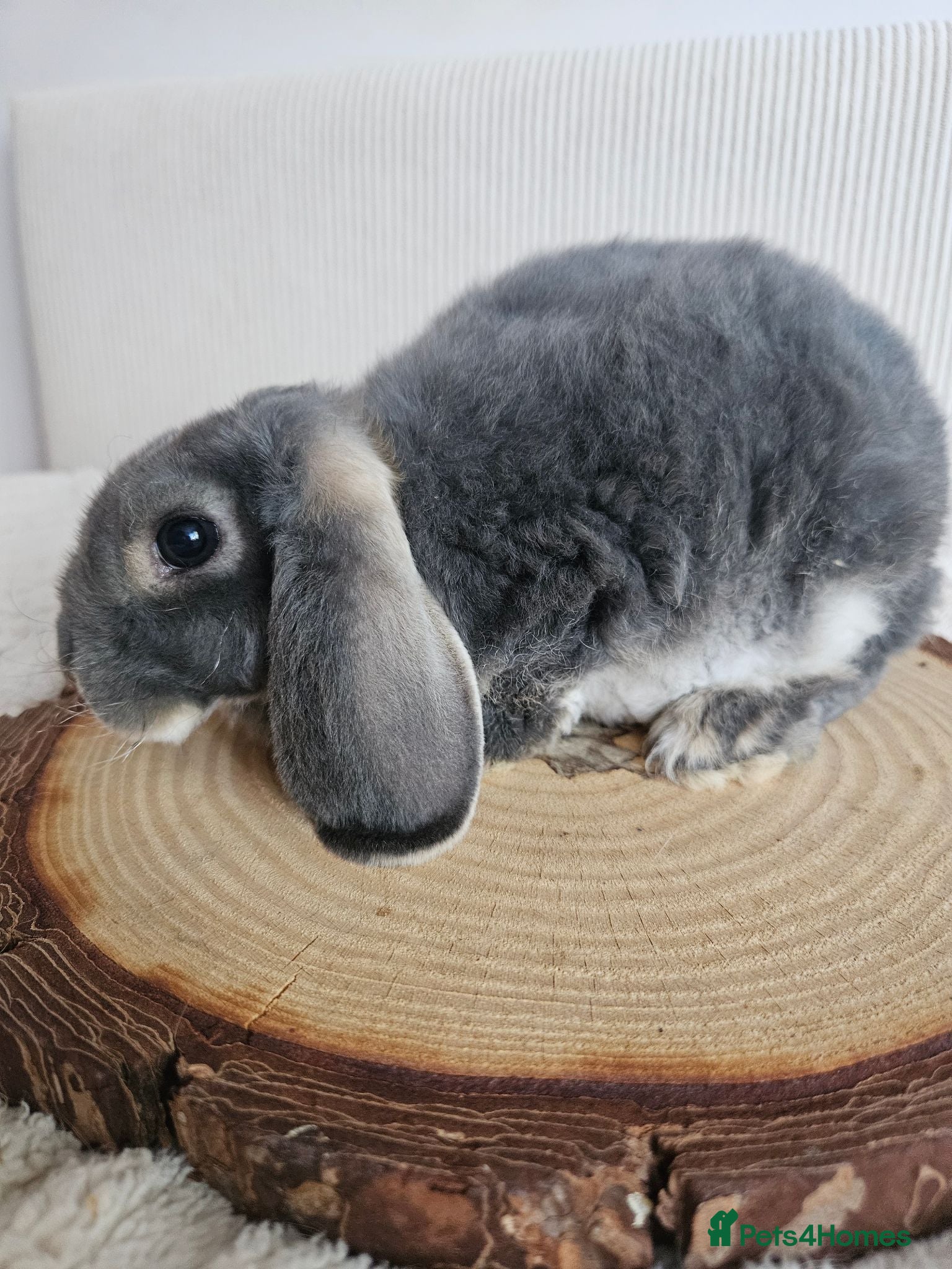 Mini Lop rabbits Purebred Mini Plush Lops Blues & Orange  - Advert 2