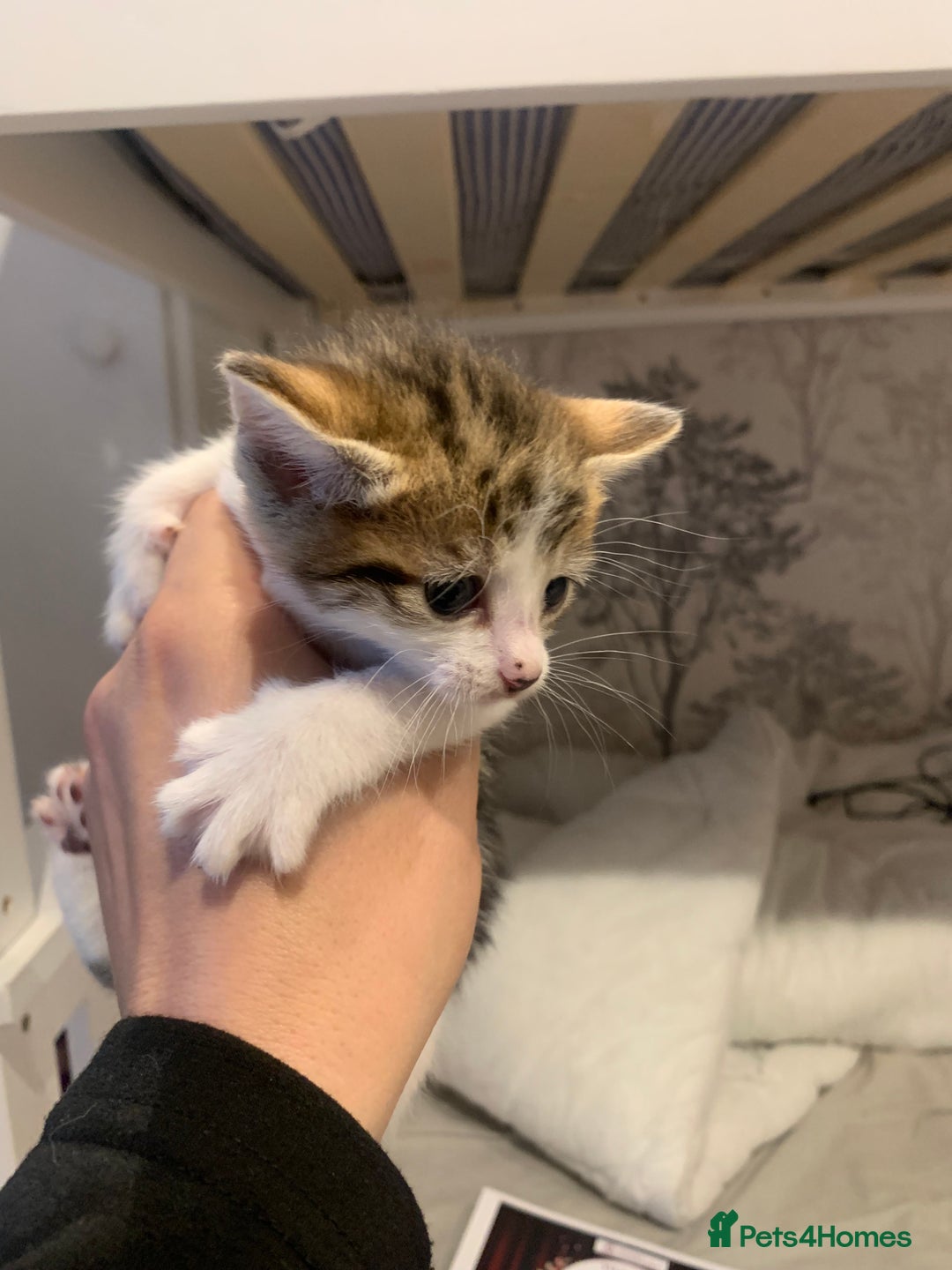 Mixed Breed cats for sale: 4 beautiful tabby kittens - Advert 9