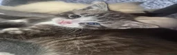 Snowshoe cats for sale: Beautiful snowshoe mixed Norwegian forest  - Advert 13