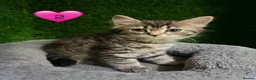 Mixed Breed cats for sale: Beautiful litter of fluffy kittens  - Advert 13