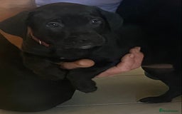 Cane Corso dogs for sale: Ready to leave Chunky Cane Corso Pups  - Image 2