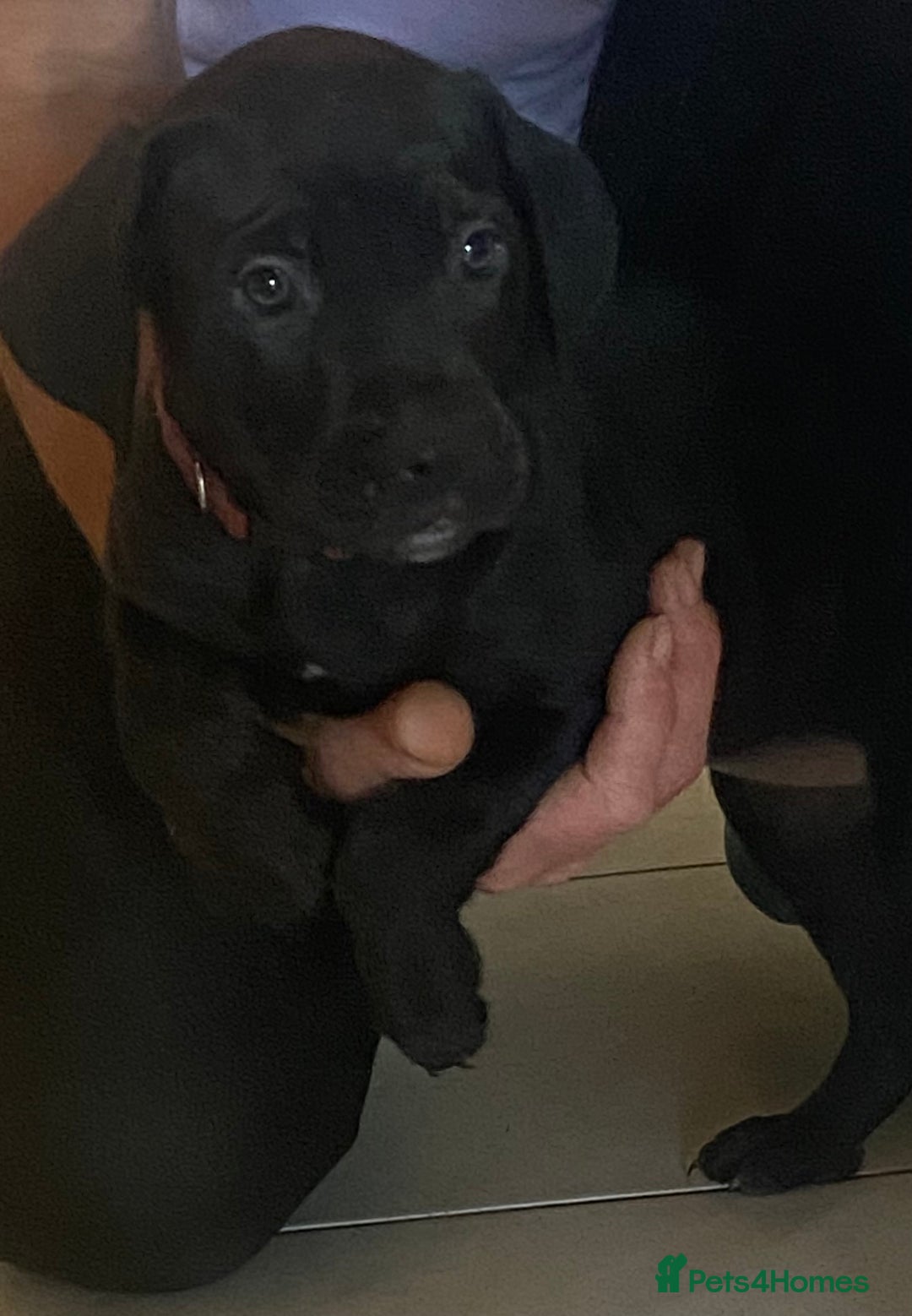 Cane Corso dogs for sale: Ready to leave Chunky Cane Corso Pups  - Image 2