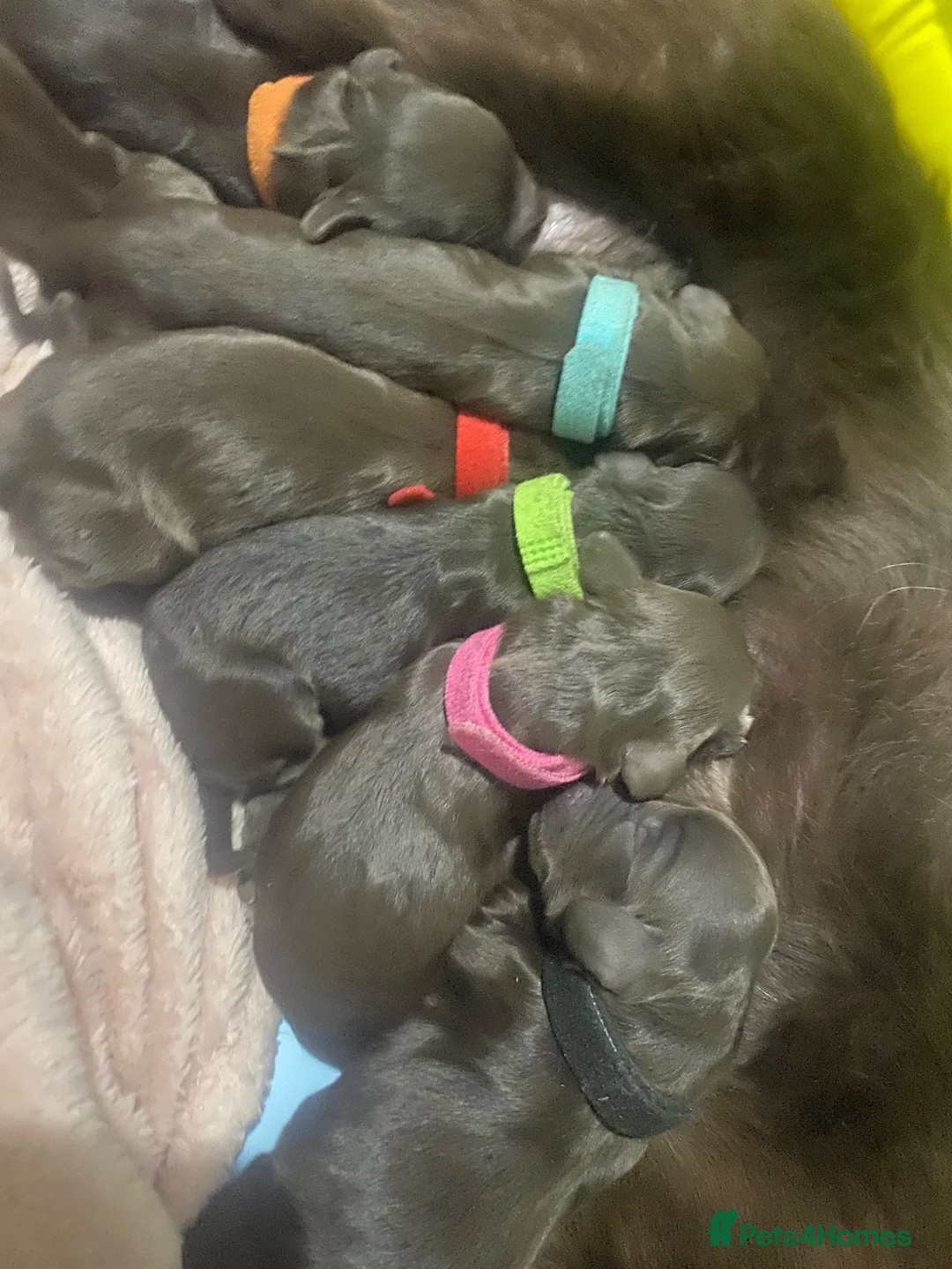 Cockapoo dogs for sale: Cockapoo puppies for sale  in Wigan - Advert 10