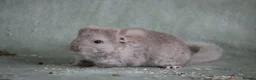 Chinchilla rodents for sale: HomoBeige Chinchilla Kit - Advert 4