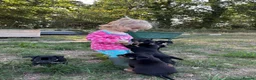 Australian Kelpie dogs for sale: Kelpie cross Collies in Launceston - Advert 6