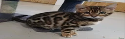 Bengal cats for sale: Beautiful Bengal Boy - Advert 1