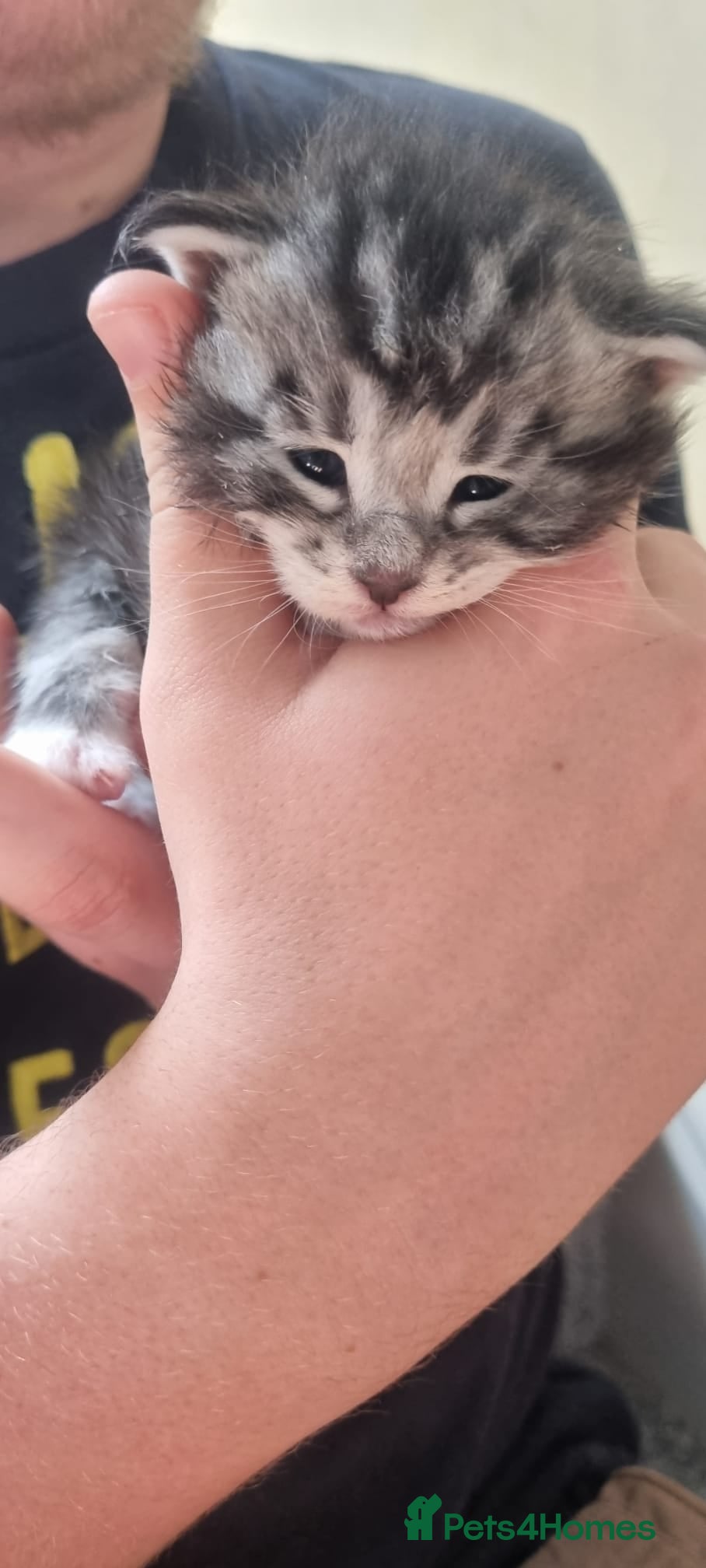 Maine Coon cats for sale: Tica Registered, Russian Line Maine Coon Kittens - Advert 15