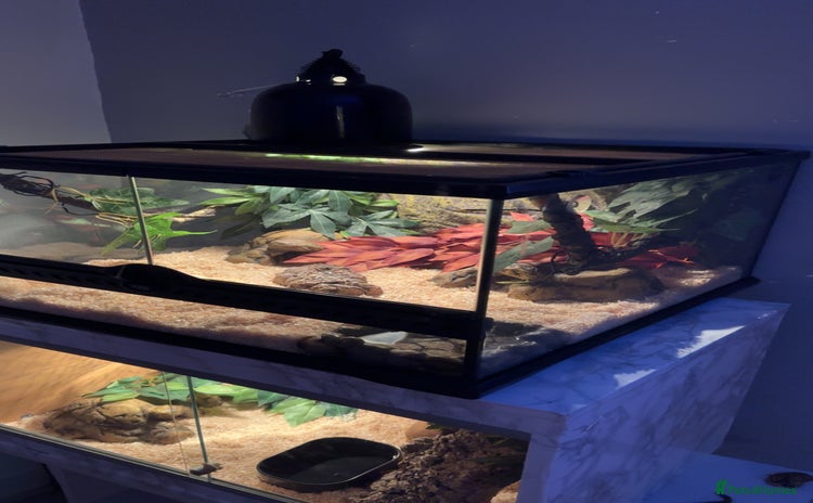 Python Snake reptiles - Advert 12