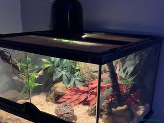 Python Snake reptiles - Advert 1