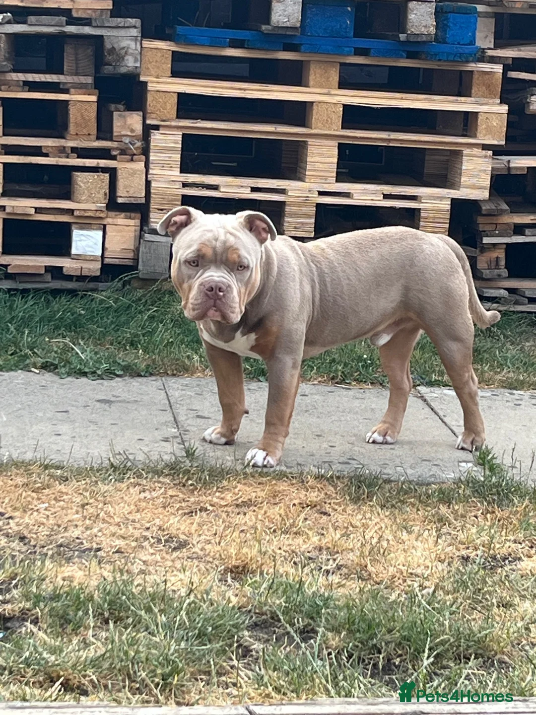 American Bully dogs for sale: Amazing ABKC pocket bully for sale - Advert 1