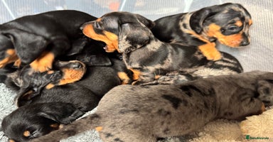 Miniature Dachshund dogs - Advert 14