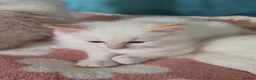 Ragdoll cats for sale: GCCF registered Ragdoll kittens  - Advert 37