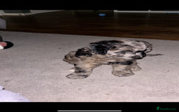 Sproodle dogs for sale: 9 week old male Merle Sproodle - Advert 4