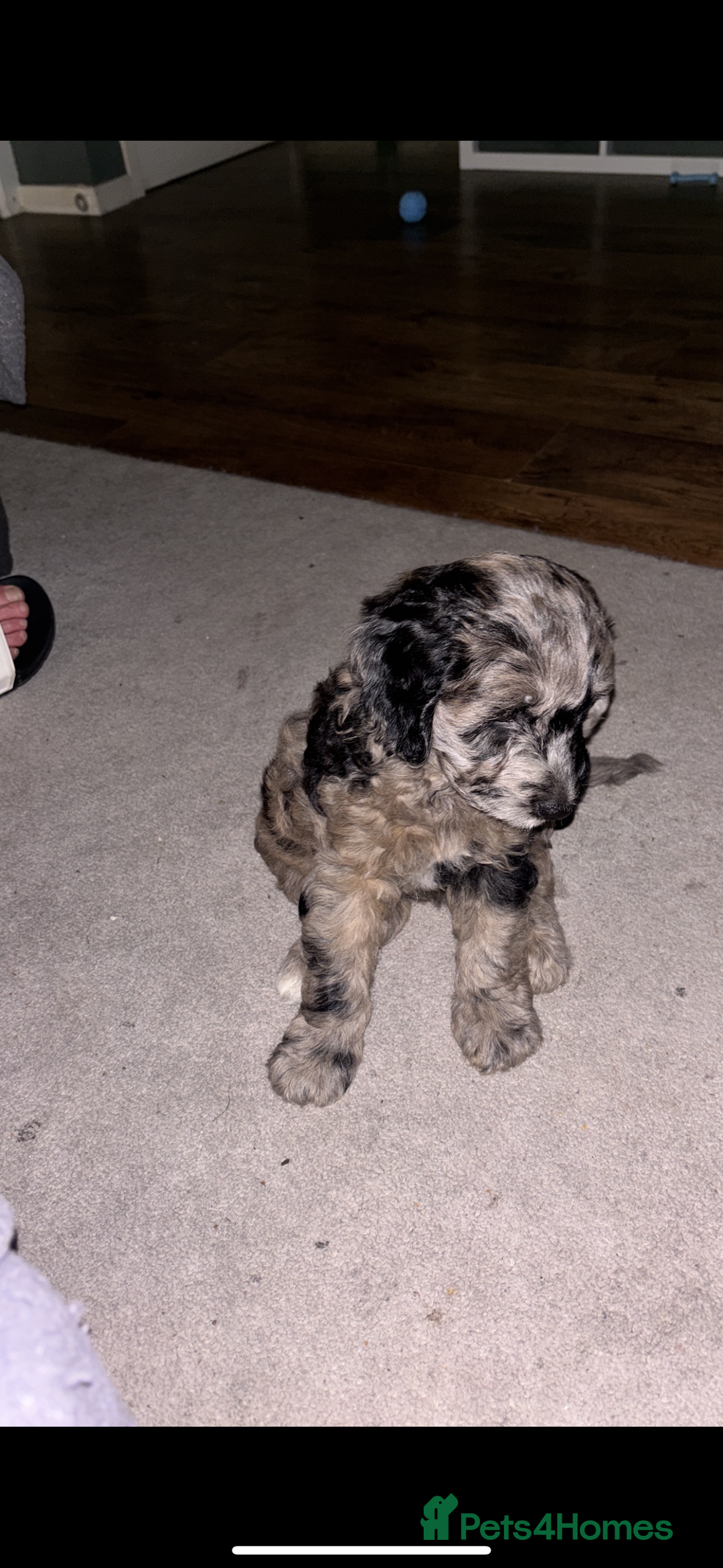 Sproodle dogs for sale: 9 week old male Merle Sproodle - Advert 4
