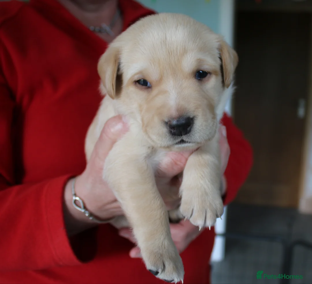 Labrador Retriever dogs for sale: Fox Red/Yellow working line Labrador puppies in Ilminster - Advert 2