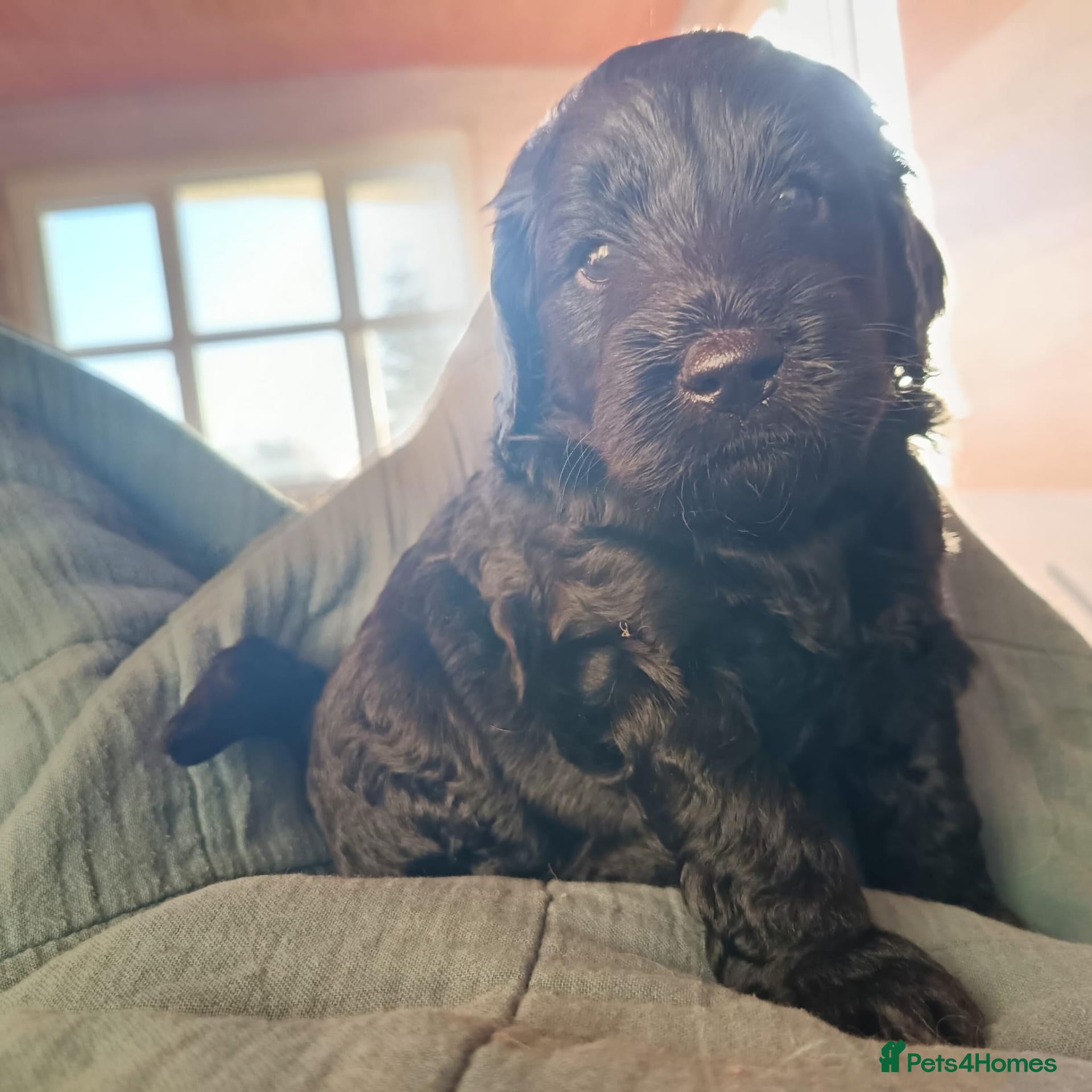 Goldendoodle dogs Stunning BVA PRA Double Doodles  - Advert 20