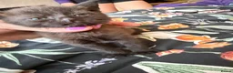 Mixed Breed cats for sale: Two female kittens for sale - Advert 9