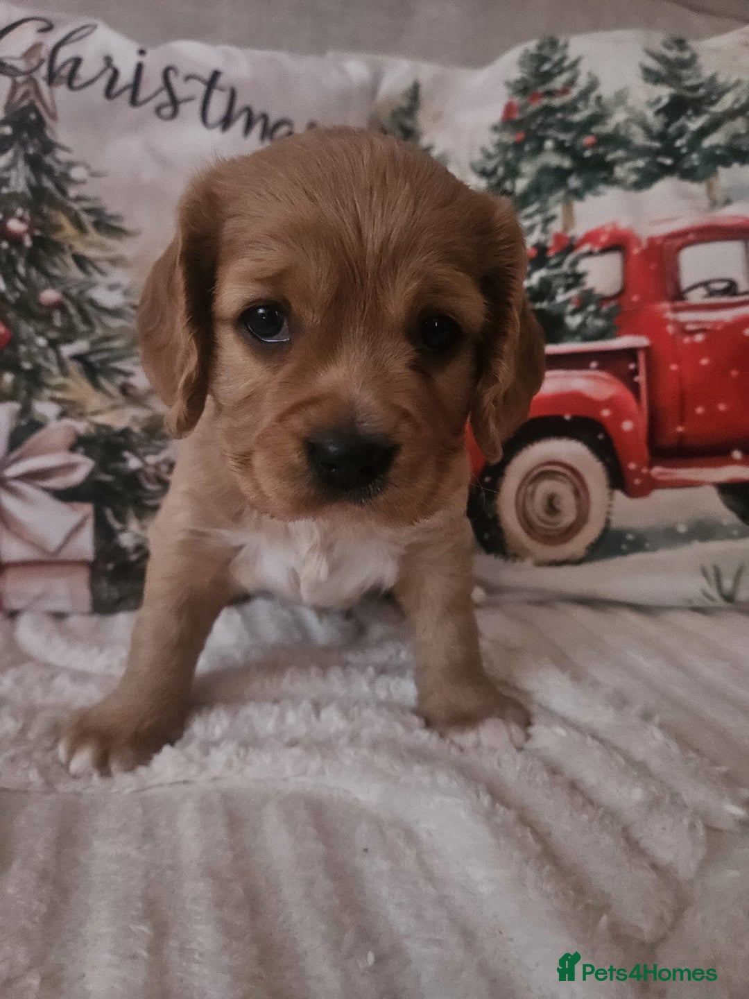 Mixed Breed dogs for sale: 2x Cavapoo puppies - Advert 5