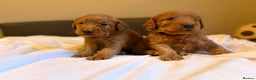 Labradoodle dogs for sale: Fox Red F1 Miniature Labradoodles  - Advert 2