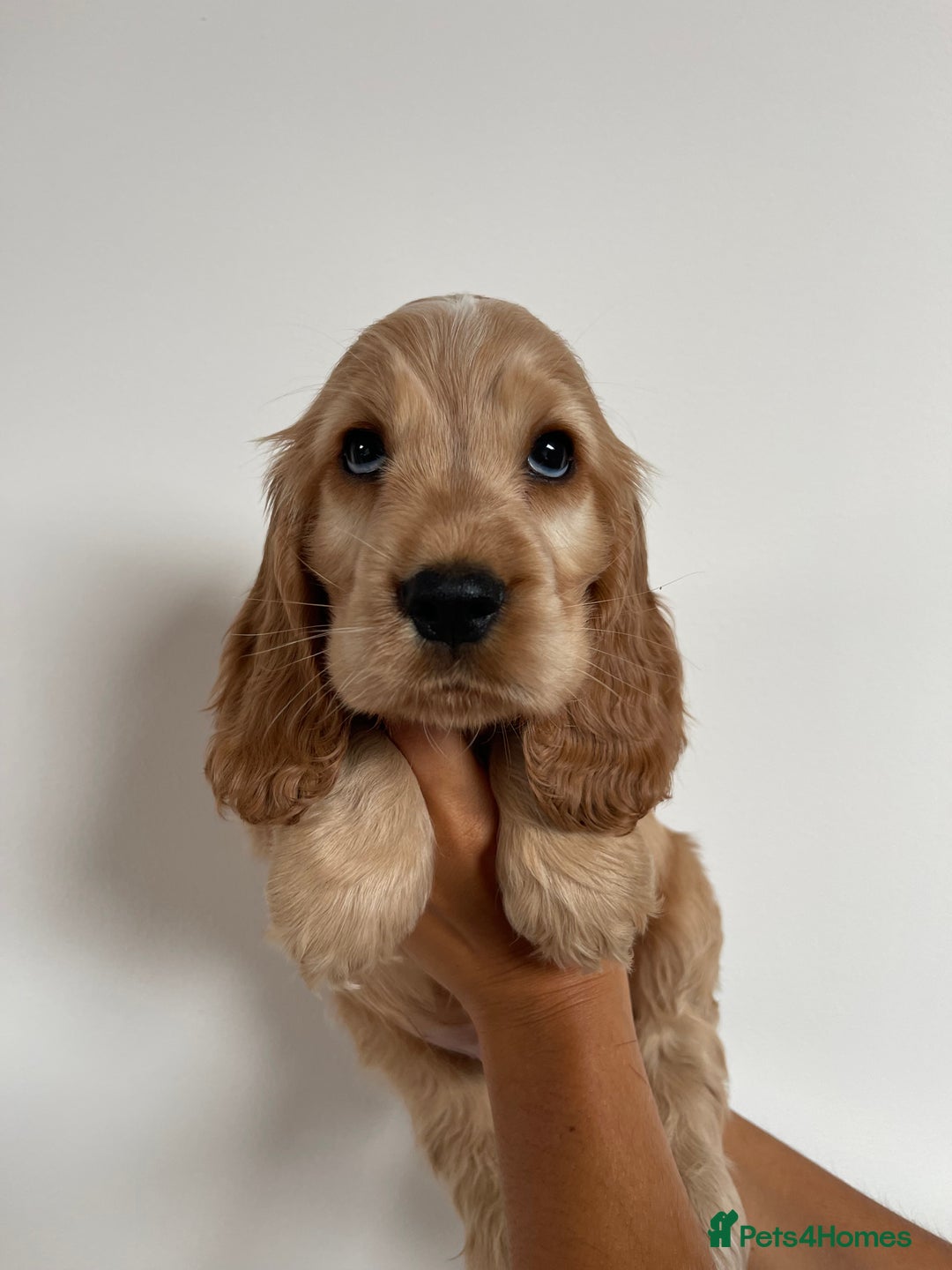 Cocker Spaniel dogs for sale: KC SHOW COCKER SPANIELS READY NOW - Image 8