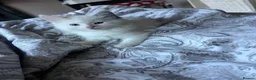 Mixed Breed cats for sale: Gorgeous fluffballs looking for loving homes - Advert 9