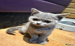 British Shorthair cats for sale: Beautiful British Shorthair in Bromley - Image 7