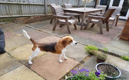 Beagle dogs for stud: Snoopy tricolored beagle for stud in Hemel Hempstead - Image 3