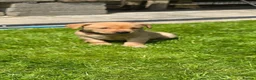 Labrador Retriever dogs for sale: Lovely Chunky Fox Red Labs - Advert 15