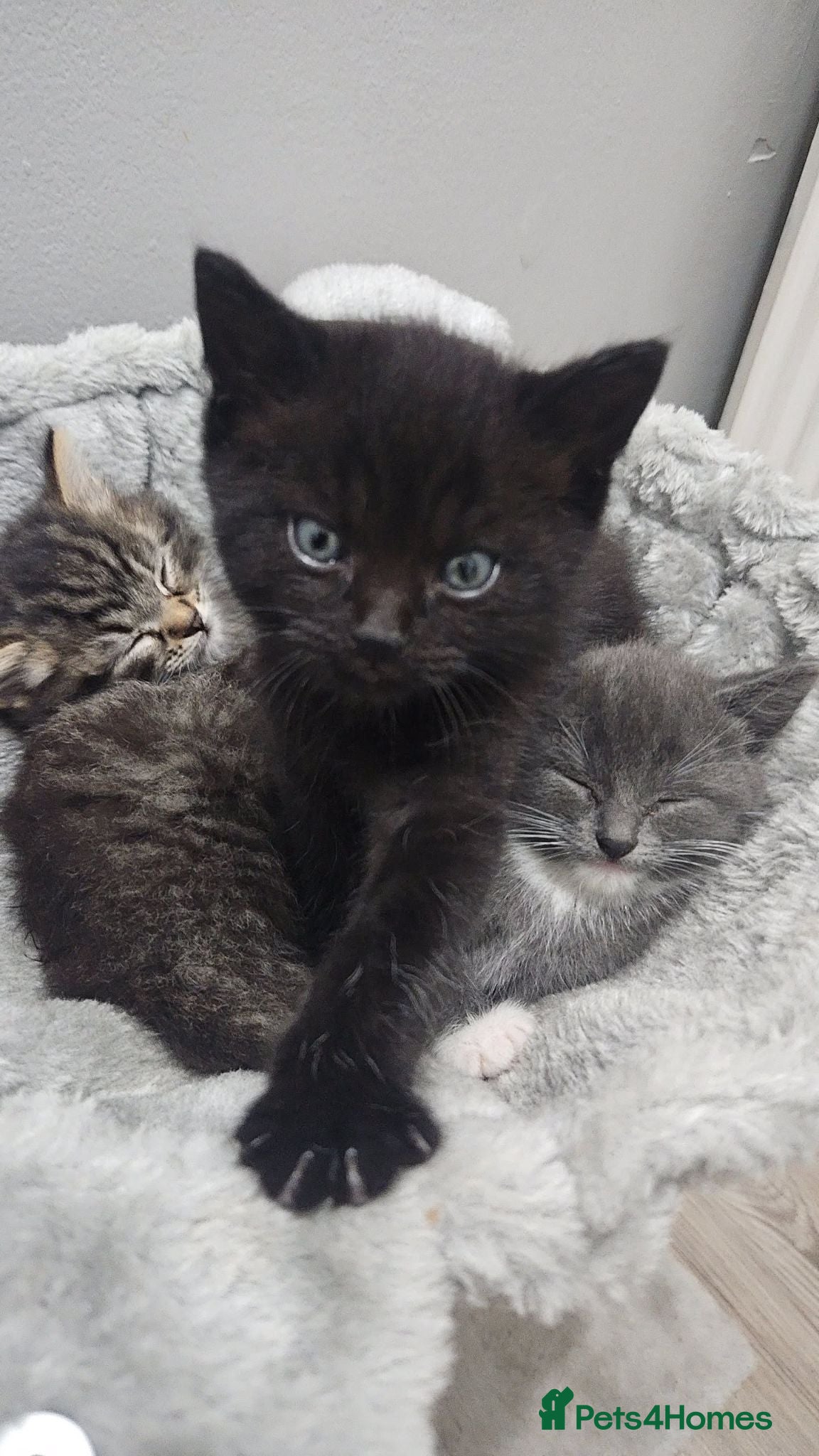 Mixed Breed cats 3 Gorgeous Kittens for Sale - Advert 6
