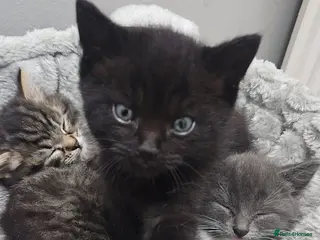 Mixed Breed cats 3 Gorgeous Kittens for Sale - Advert 6
