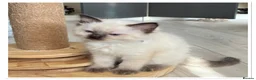 Ragdoll cats for sale: 6 cute pure breed Ragdoll kittens 2 boys 4 girls  - Advert 7