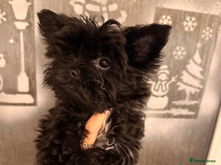 Yorkshire Terrier dogs 🖤Beautiful puppies ready to leave 🖤 - Advert 10