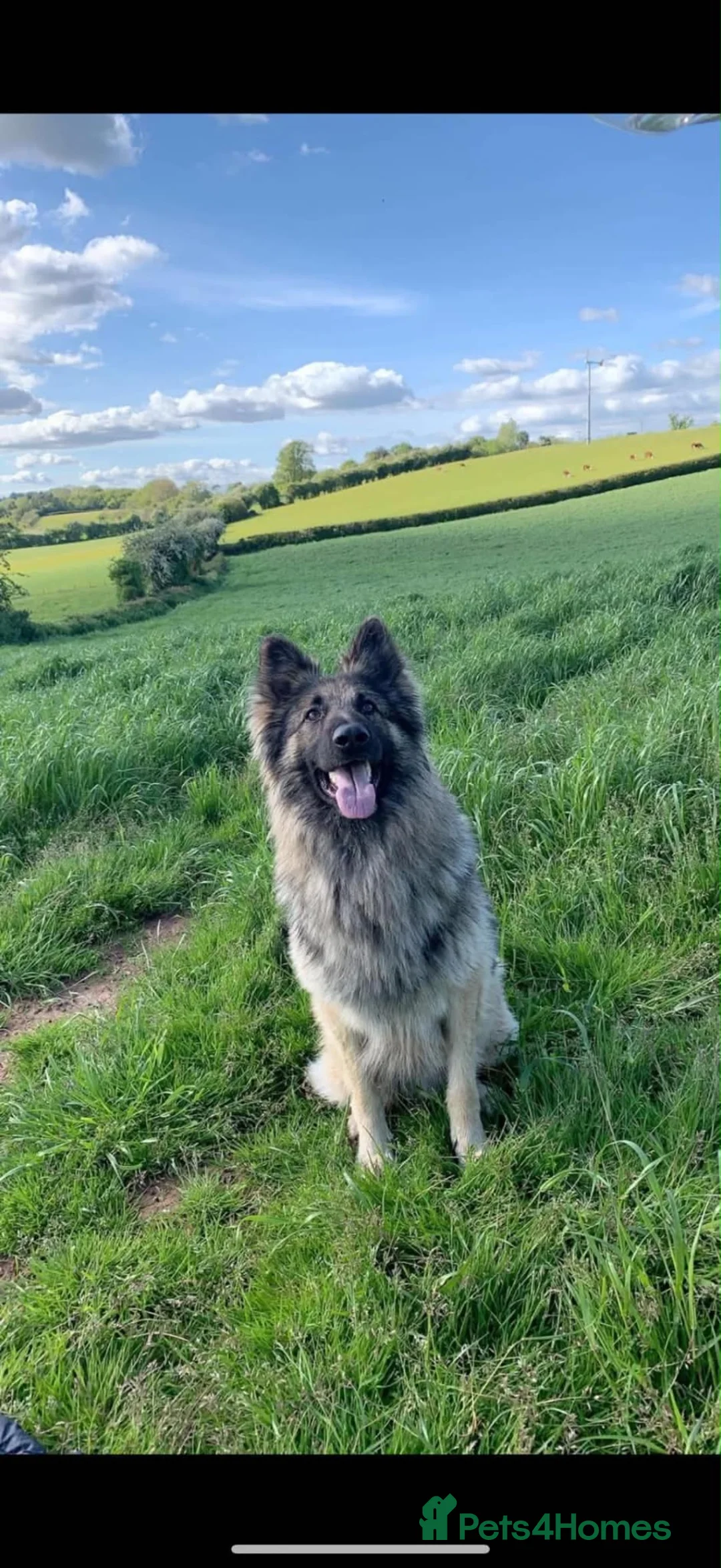 Mixed Breed dogs for sale: Belgium malanois X German Shepard 1 pup left🐾 - Advert 2