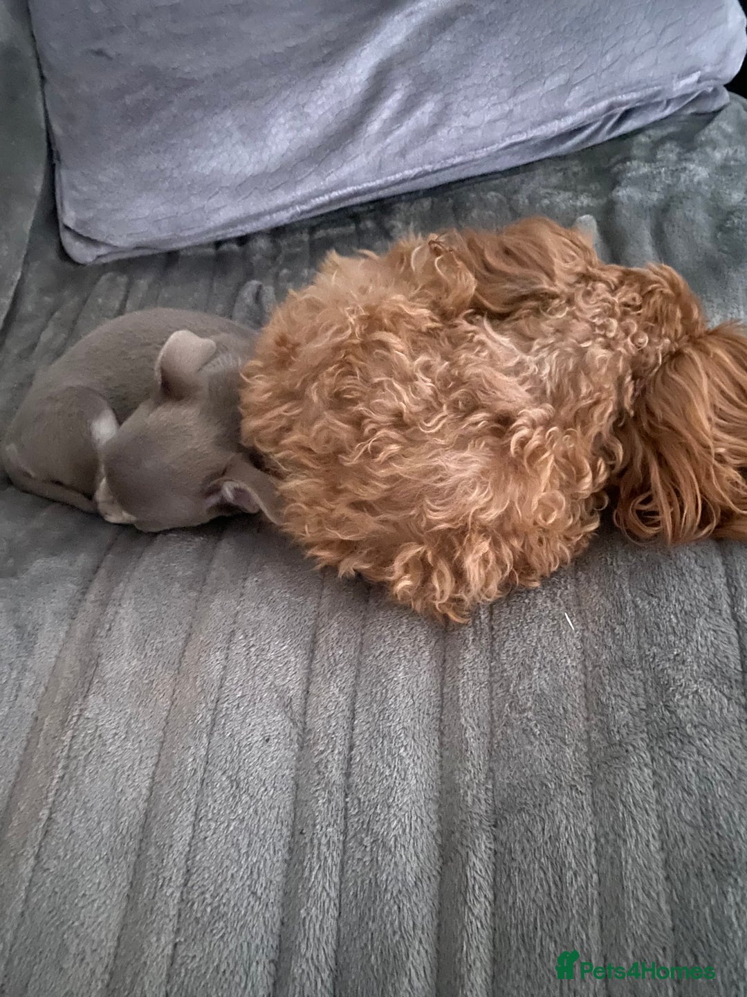 Chihuahua dogs for sale: Female Chihuahua  - Advert 5