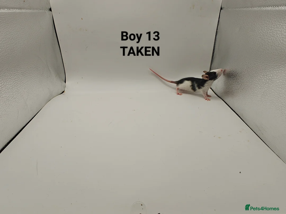 Rat rodents for sale: DEC: 24 Rats (3 Rats: 3 Boys Left) - Advert 14