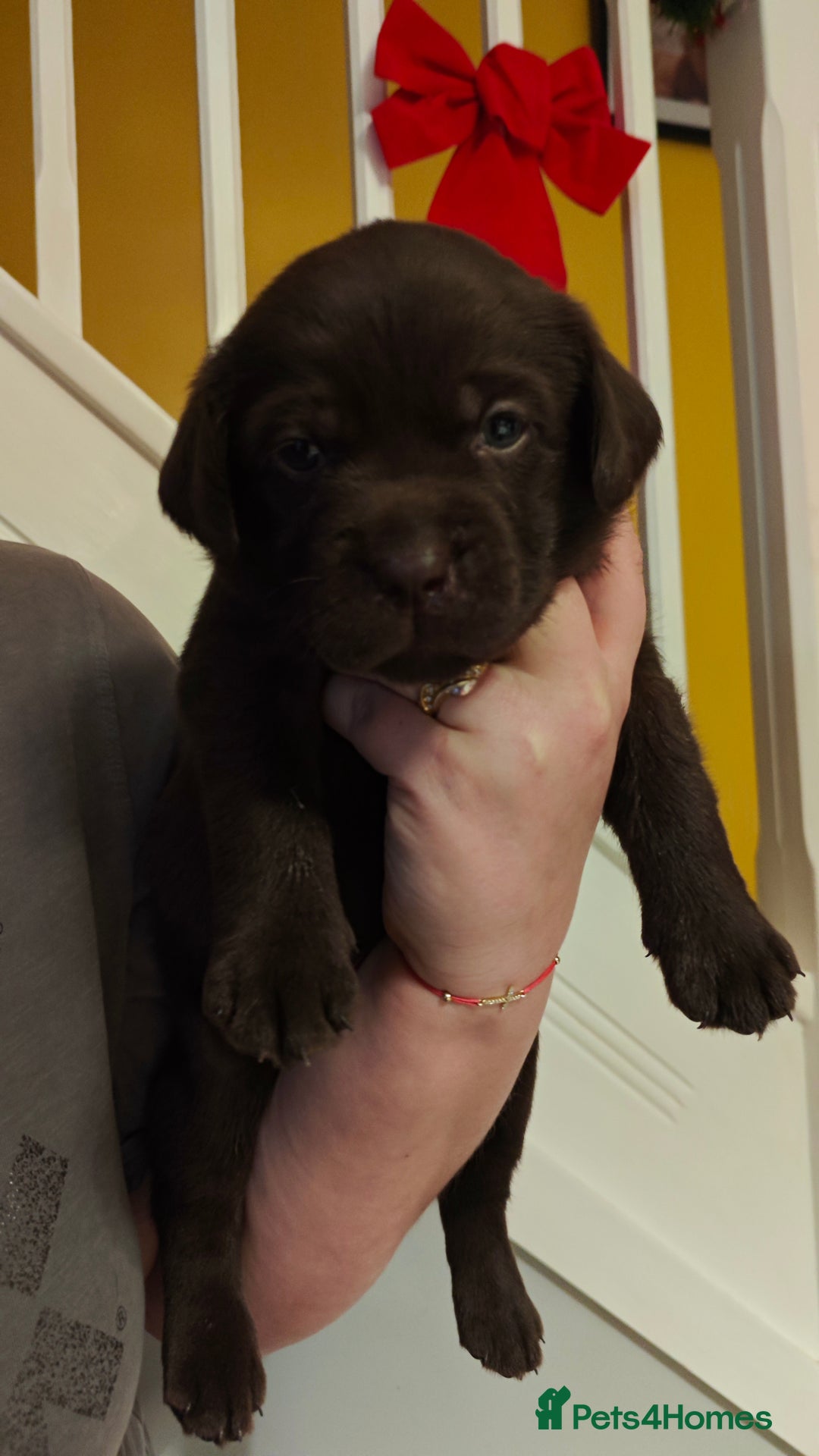 Labrador Retriever dogs for sale: Chocolate Labrador Retriever Puppies-Family Raised - Advert 6