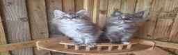 Maine Coon cats for sale: Pure Bred Maine Coon Kittens - Advert 23