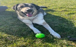 Mixed Breed dogs for adoption: Arthur is looking for a very special home - Image 8