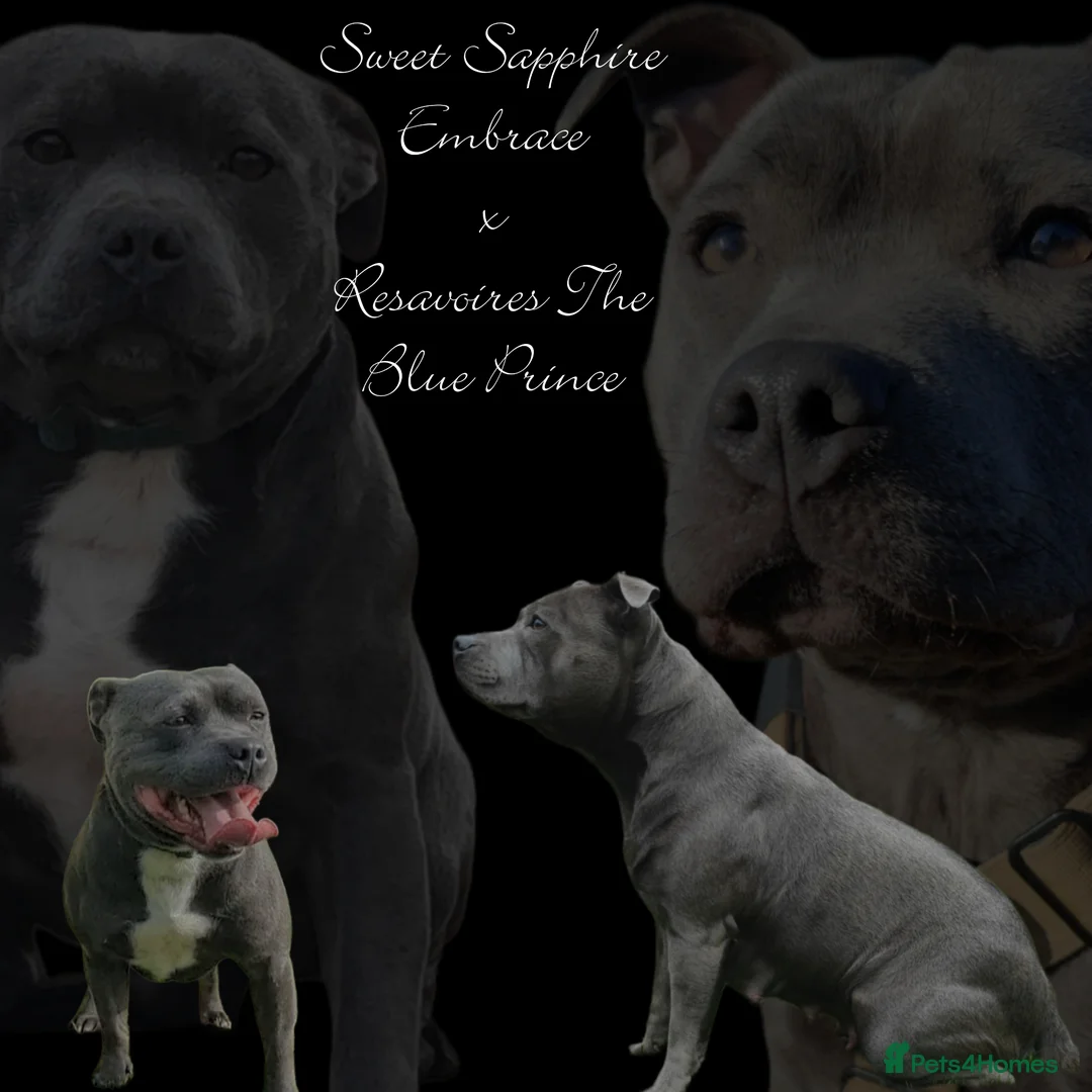 Staffordshire Bull Terrier dogs for sale: Beautiful blue Staffordshire bull terrier puppies  - Advert 2