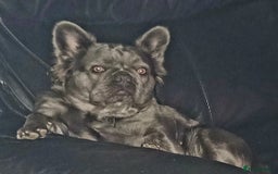 French Bulldog dogs for sale: Fluffy French bulldogs - Image 23