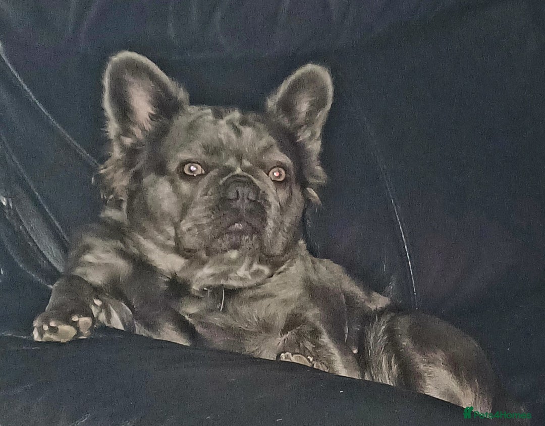 French Bulldog dogs for sale: Fluffy French bulldogs - Image 23
