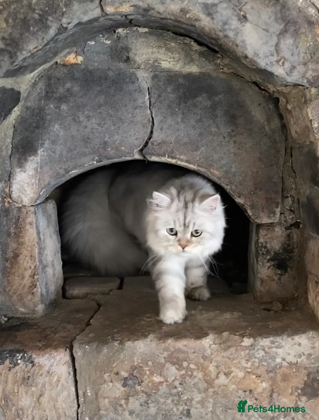 Persian cats for sale: Two Fabulous Persians,, Must Go Together! - Advert 11